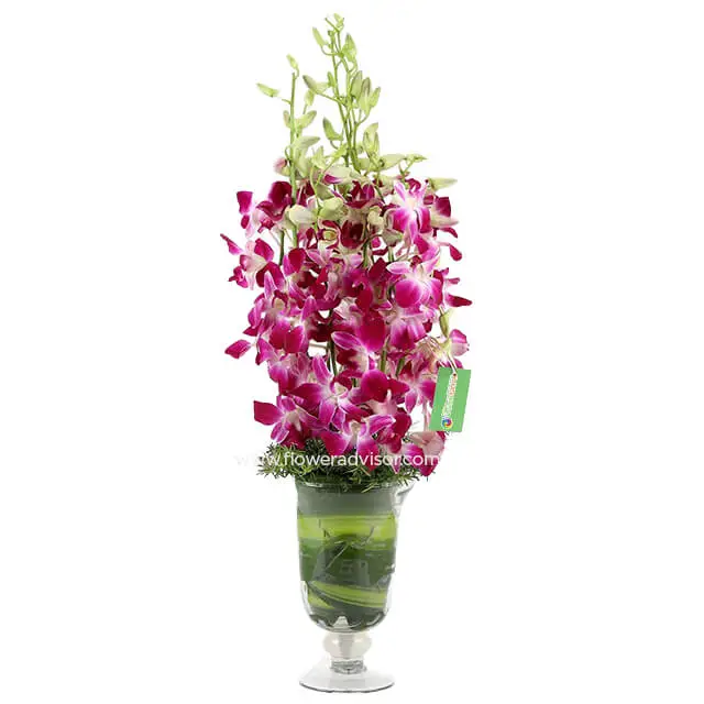 10 Purple Orchids
