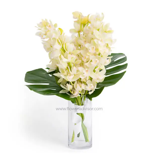 Lush Tropical Elfin Orchids