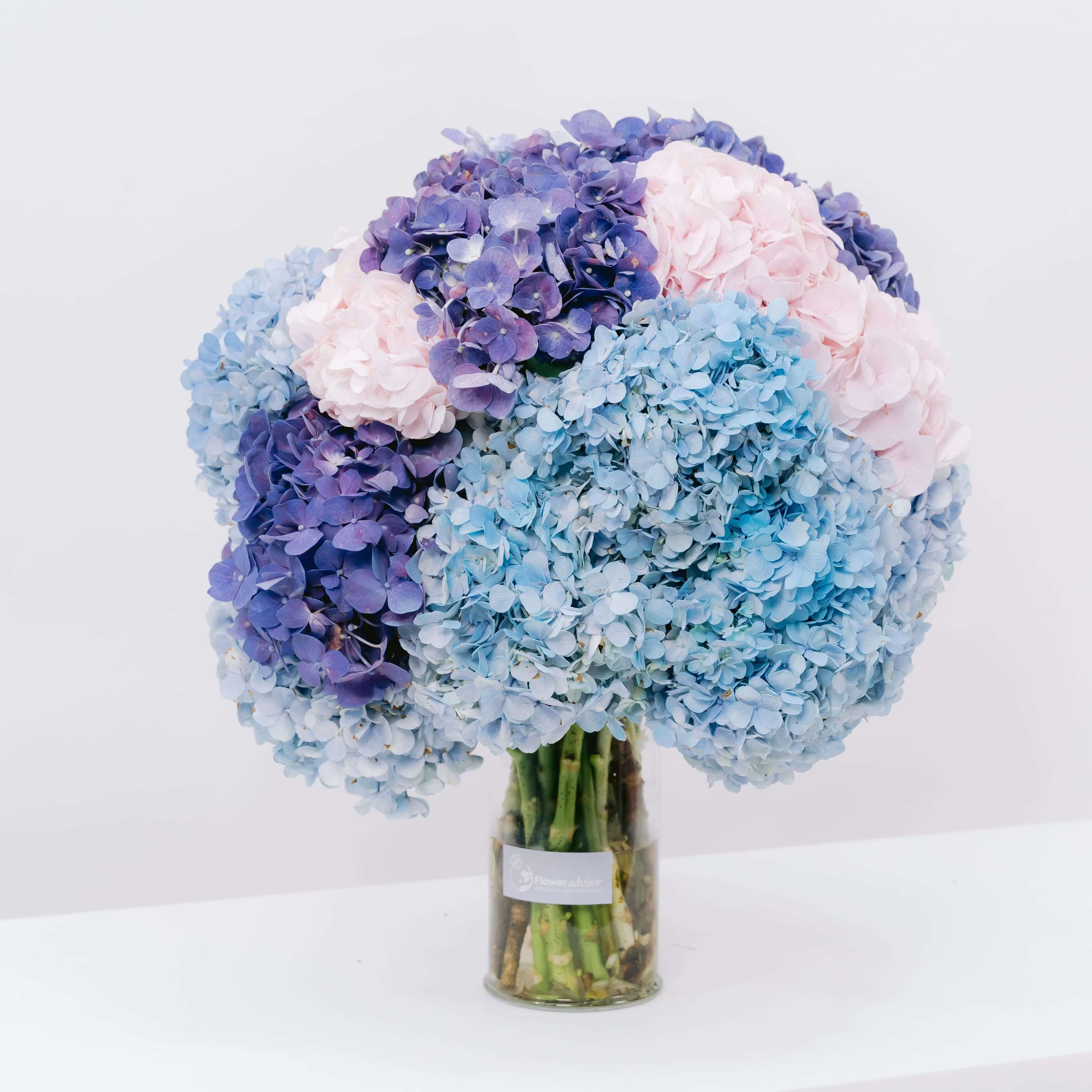 Aurora Serenade Hydrangea