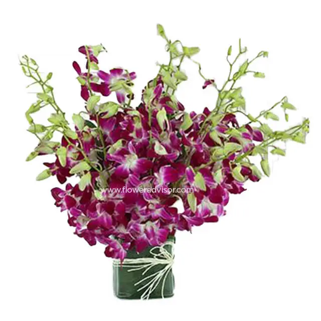 20 Orchids