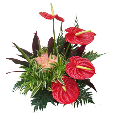Tropical Trend