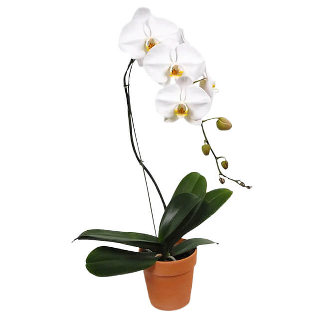 White Cascading Orchid