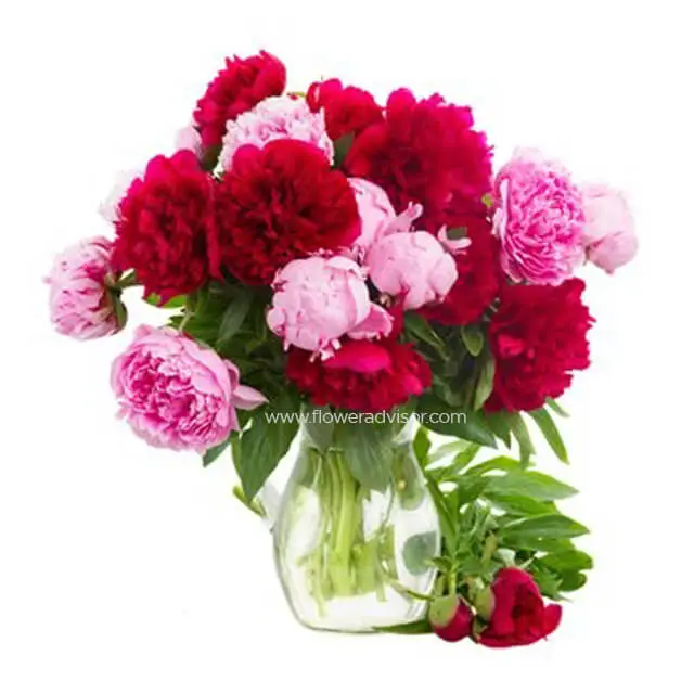 Blushing Beauty Peonies