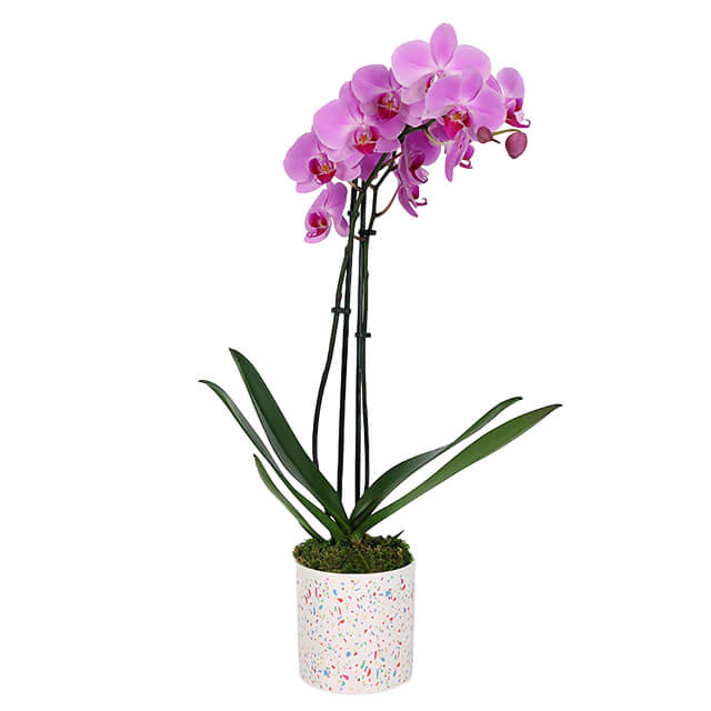 Cheerful Orchid Charm