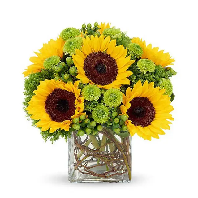 Sunflower Surprise