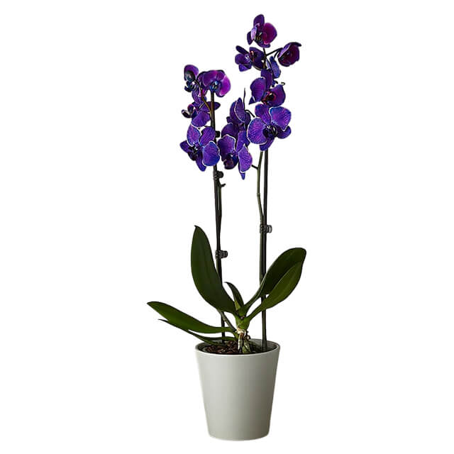 Masterful Watercolor Orchids