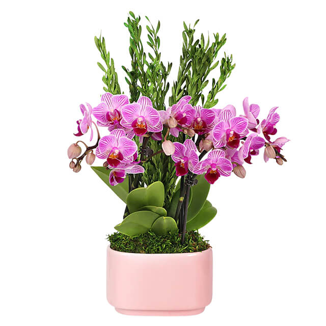 Tropical Romance Mini Orchid Garden