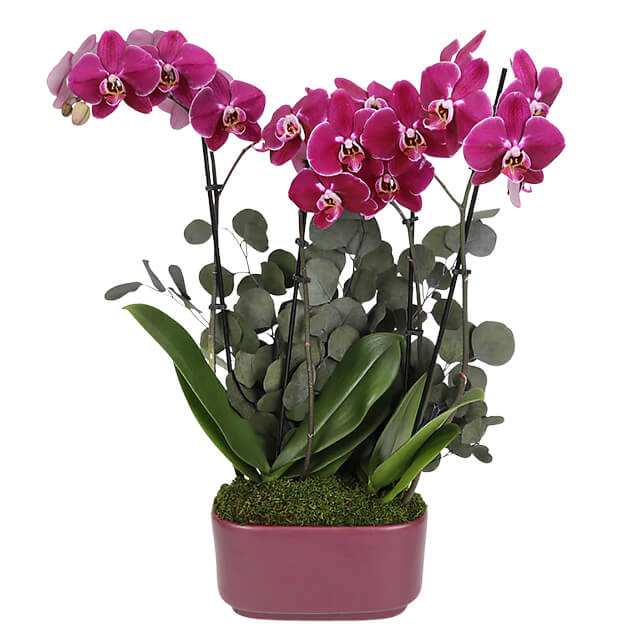 Enchanting Purple Orchid