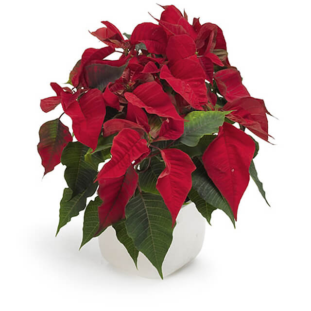 Red Poinsettia
