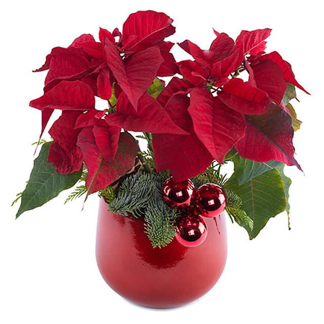 The Red Evergreen