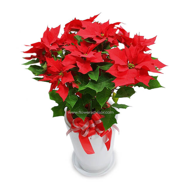 Bright Fest - Christmas 2025