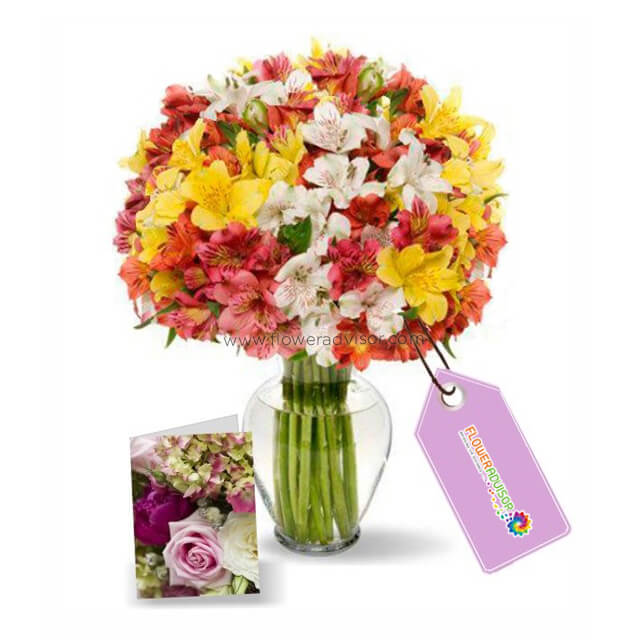 100 Blooms of Alstroemeria I