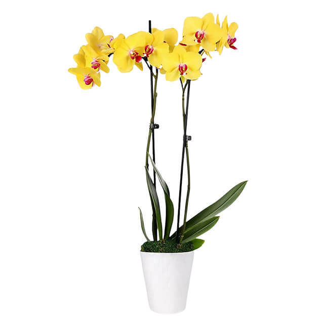 Sunshine Yellow Orchid