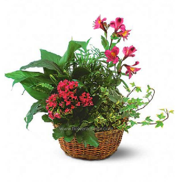 Planter Basket