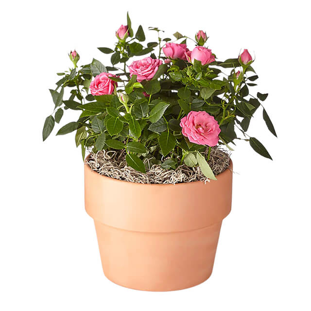 Young Love Pink Rose Plant