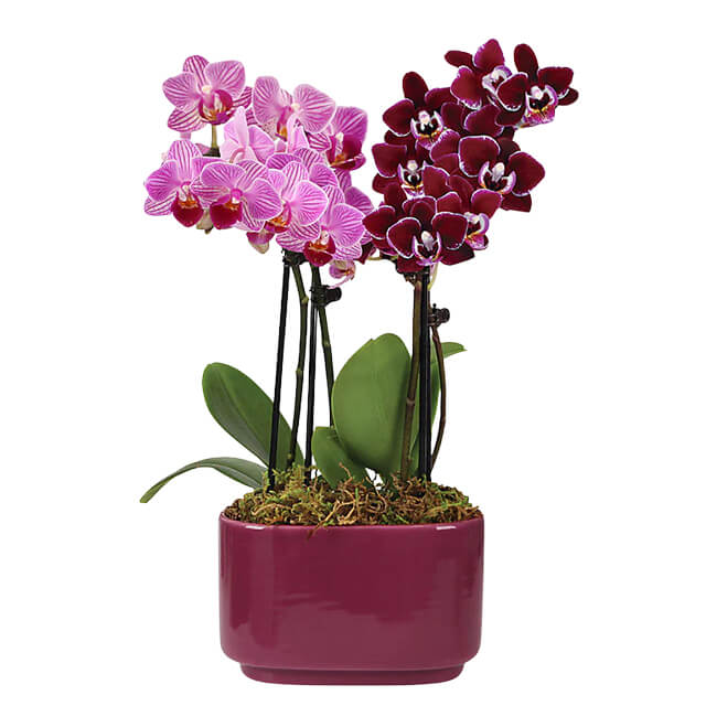 Purple Paradise Orchid Duo