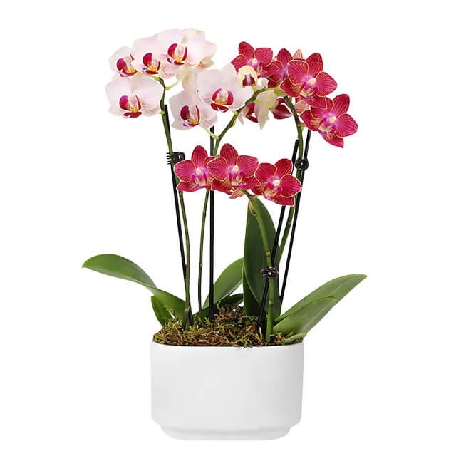 Let Love Grow Orchid Duo