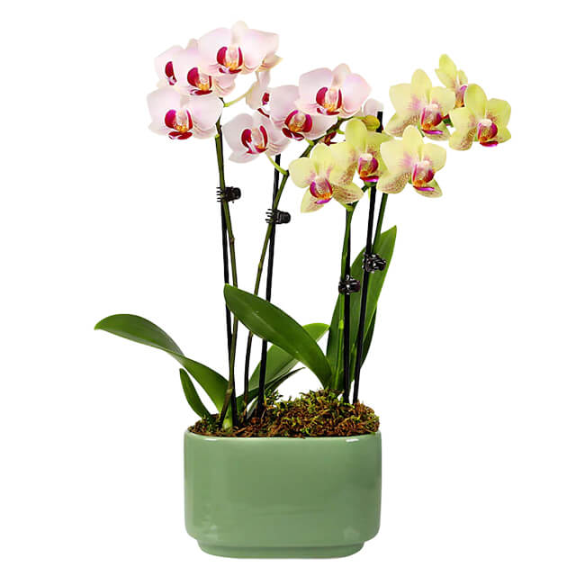 Blooming Embrace Orchid Duo