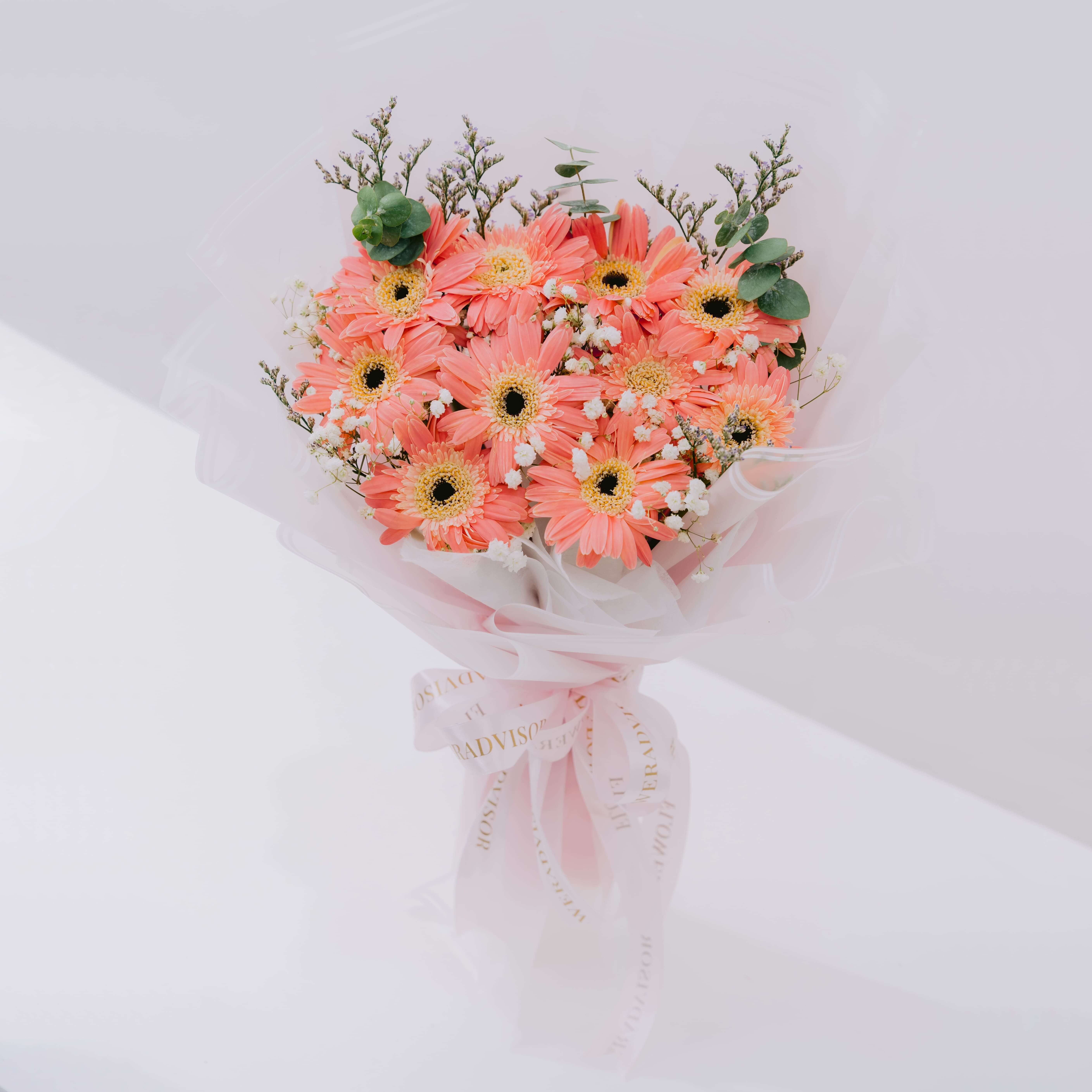 Gerbera Amara